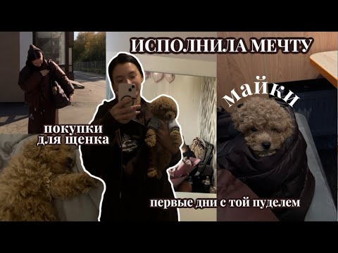 Видео: КУПИЛИ ТОЙ ПУДЕЛЯ: покупки для щенка и первые дни вместе 