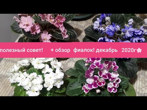 Видео: УКОРЕНЯЕМ ЗИМОЙ -100% способ!  Обзор Цветущих Фиалок в декабре!🌺🌺🌺