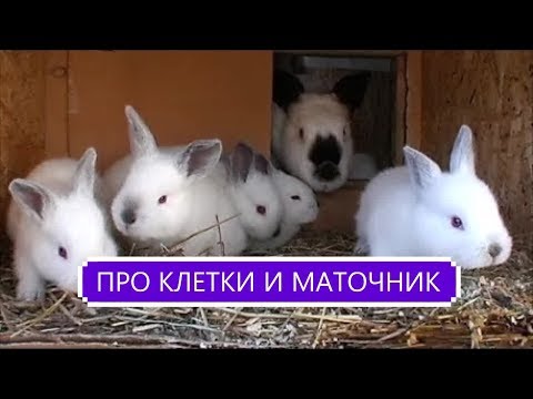 Видео: Построил КЛЕТКИ кроликам и сделал МАТОЧНИК крольчихам