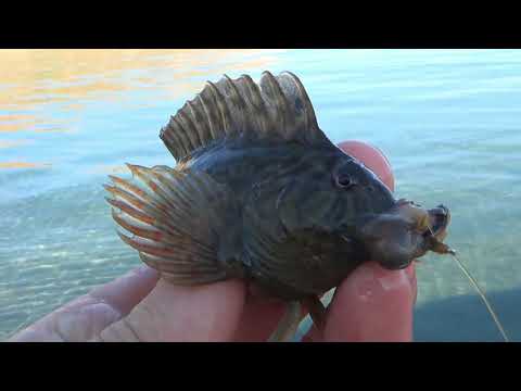 Видео: Ловим бычка на Черном море