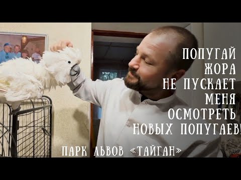 Видео: Птичий ТЕАТР РЕВНОСТИ и знакомство с новыми попугаями. Кто кого перекричит: КЕША или ЖОРИК?