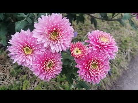 Видео: Осенние цветы и травы