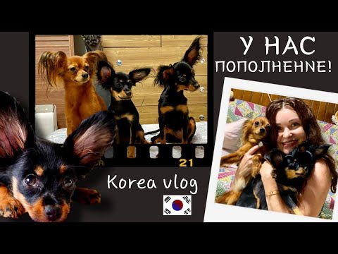 Видео: Как Русские Тои в Корею ехали/Новый телефон Миланы/KOREA VLOG