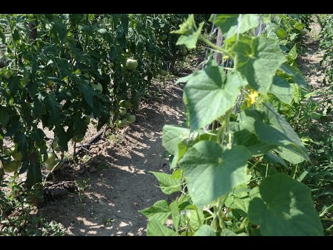 Видео: Огород в июле – уход за овощами и фруктами
