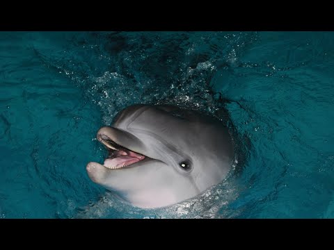 Видео: Исцеляющая медитация Звуки природы Море и Дельфины Расслабляющая музыка от стресса для сна, массажа