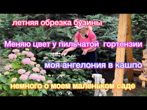 Видео: Немного о моем маленьком саде,обрезаю бузину черную Блэк Бьюти,моя  ангелония