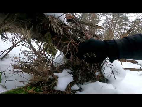 Видео: Охота на куницу! Проверка капканов!