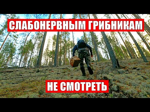 Видео: Слабонервным не смотреть! Грибник зашел в МОХ и стал ЗАИКАТЬСЯ! Грибы и Лес Сказочная Карелия