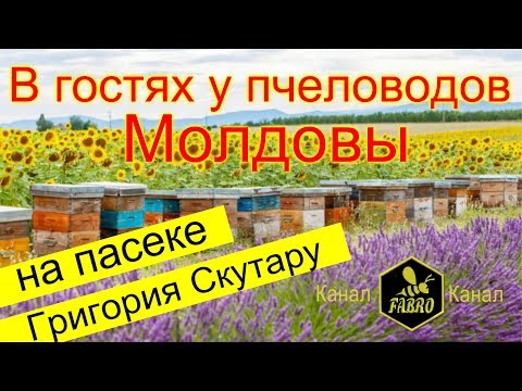 Видео: В гостях у пчеловодов Молдовы & На пасеке Григория Скутару