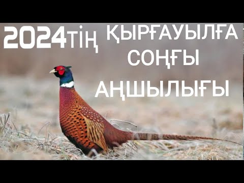 Видео: Қырғауылға аңшылық ! 18.12.2024 ! Охота на фазана закрытие сезона 2024 !