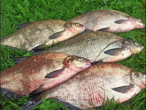 Видео: Ловля леща на реке. Западная Двина.Daugava.На Рыбалку, для души!!!