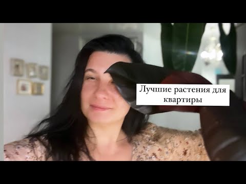 Видео: Лучшие кустовые филодендроны для квартиры