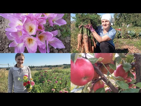 Видео: ЩО ЗМЕРЗЛО, ❄️ А ЩО ВИЖИЛО. ВИКОПАЛИ МОРКВУ І БУРЯКИ. 🥕27 вересня 2025 р.