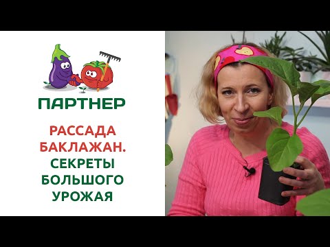 Видео: РАССАДА БАКЛАЖАНОВ. СЕКРЕТЫ БОЛЬШОГО УРОЖАЯ
