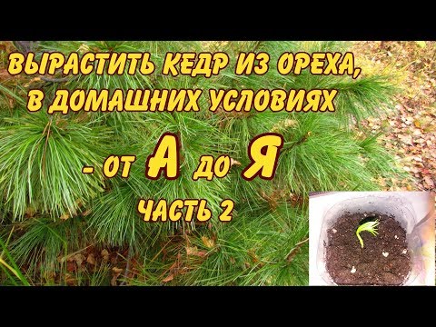 Видео: КАК ВЫРАСТИТЬ КЕДР В ДОМАШНИХ УСЛОВИЯХ ОТ А ДО Я (часть 2)