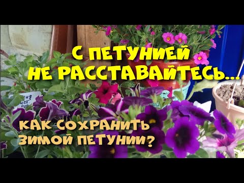 Видео: Как сохранить петунии зимой?
