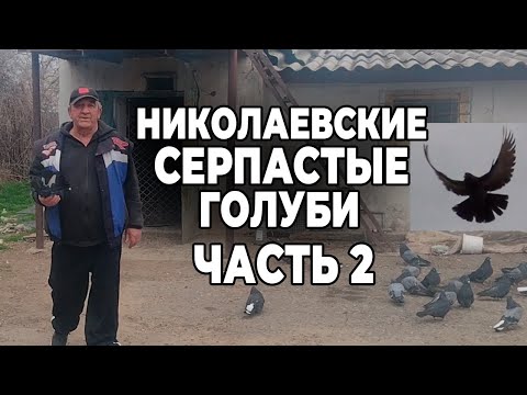Видео: Ч.2 г. Николаев. Николаевские серпастые голуби. Владелец Галдун И. П.