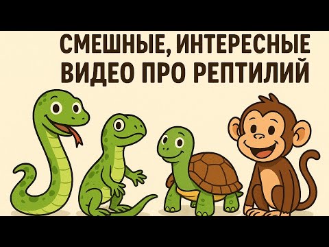 Видео: Смешные, милые, интересные, уютные видео про рептилий и животных. Первое смешное видео про рептилий.