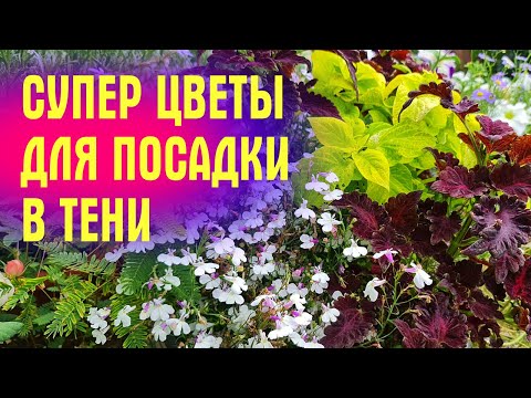 Видео: СУПЕР ЦВЕТЫ ДЛЯ ПОСАДКИ В ТЕНИ! Растут БЕЗ СОЛНЦА И УХОДА!
