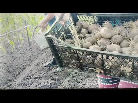 Видео: Что садим после ЧЕСНОКА/Огурцы Картофель Морковь. В селе у СВЕКРУНЬКИ !👍