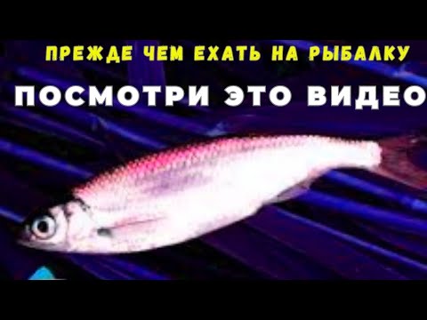 Видео: Как ловить весной УКЛЕЙКУ вёдрами советы начинающим