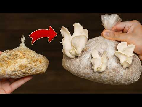 Видео: 🍄 Как вырастить съедобные грибы, если их производство упало