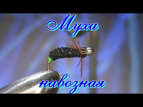 Видео: Муха навозная - Scathophagidae