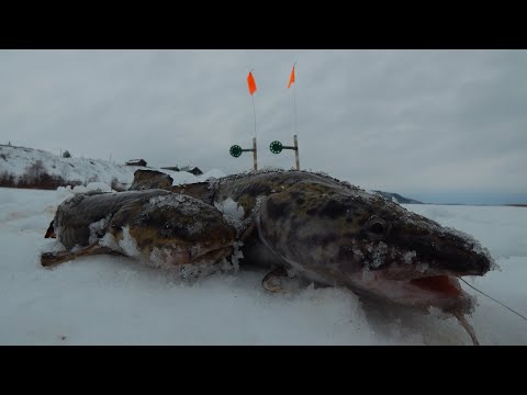 Видео: Почти три килограмма счастья) Открытие сезона Зимней рыбалки. Налим на жерлицы.