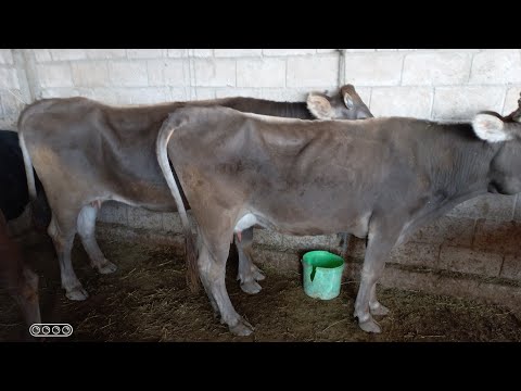 Видео: МОЛБОЗОРИ ХОЧИ ШАРИФ. 10 октября 2025 г.