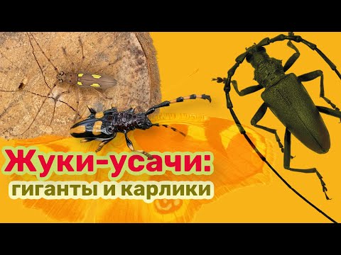 Видео: Жуки-усачи: гиганты и карлики