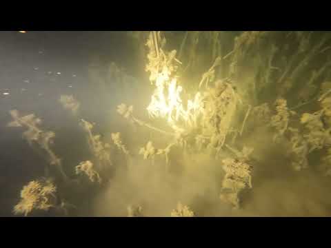 Видео: Ташмореда сув ости ови. 03 февраль 2022