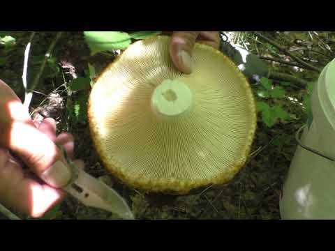 Видео: Грибы для друга!