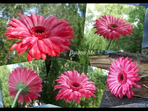 Видео: Гербера из зефирного фоамирана Gerbera made of marshmallow foamiran