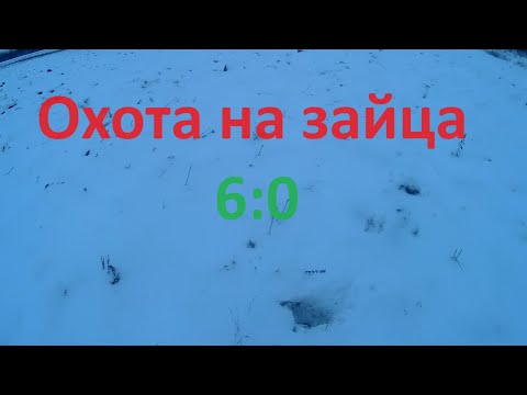 Видео: Охота на зайца.  6:0