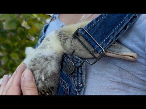 Видео: Милым утятам исполнился месяц | Утята мускусной породы