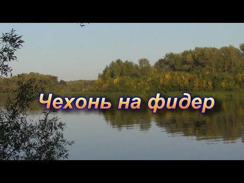 Видео: Ловля чехони на фидер на реке летом