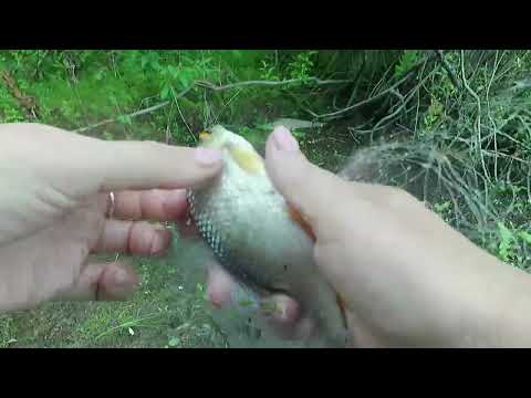 Видео: Рыбалка с ночевкой на Правдинском водохранилище. Ловилось только на одну снасть