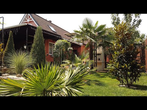 Видео: Экзотические растения в моем саду летом!