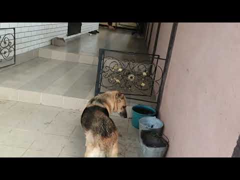 Видео: 31 ОКТЯБРЯ 2025 ГОДА