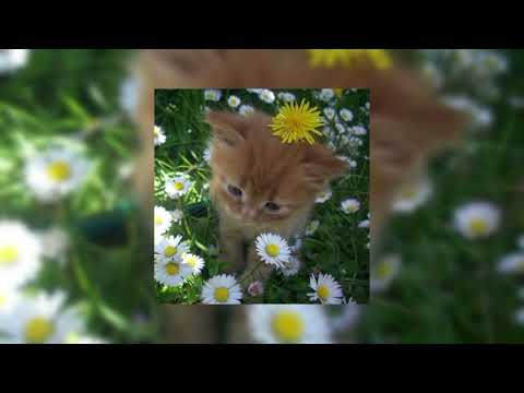 Видео: Элли на маковом поле - ближе (speed up)