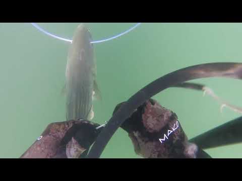 Видео: Подводная охота в США — вот такая Америка, чувак!