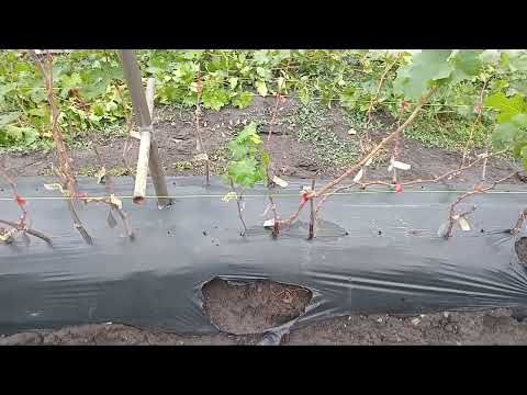Видео: Стан шкілки винограду на 11.10.2025. #виноград  #саджанці  #сад 