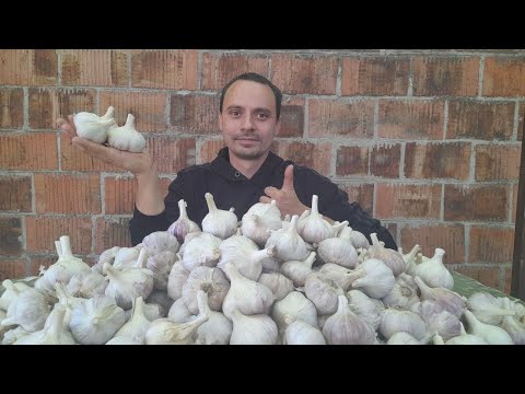 Видео: Технологія вирощування озимого часнику Любаша