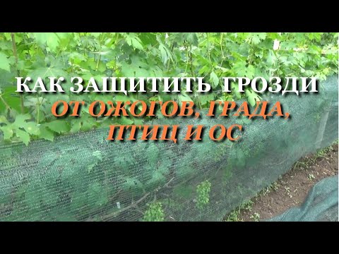 Видео: Как защитить грозди винограда от града, солнечных ожогов, птиц и ос