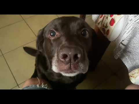 Видео: Это для лабрадора очень важно!