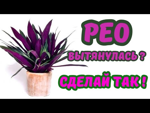 Видео: Традесканция Рео ВЫТЯНУЛАСЬ,Что нужно делать? #вытялунасьтрадесканция #традесканция #традесканциярео