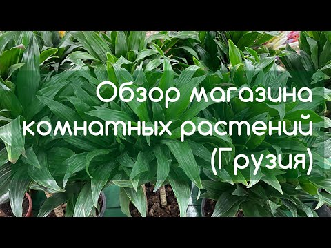 Видео: Обзор Комнатных растений в магазине в Грузии