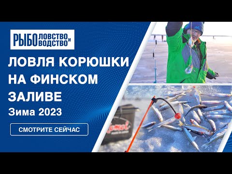 Видео: Зимняя рыбалка: ловля корюшки на Финском заливе