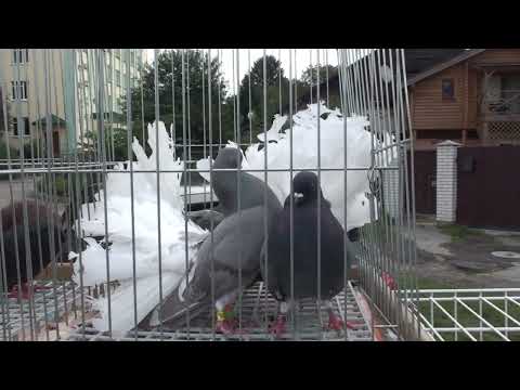 Видео: Вперше бачу