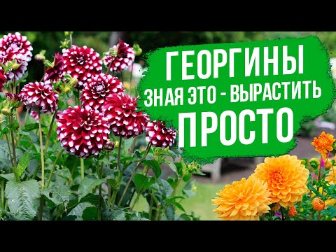 Видео: Как выбрать георгин. Вы купили георгин - что делать дальше?